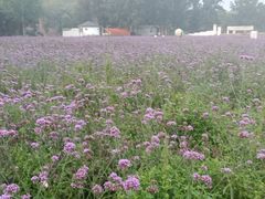 -紫海香堤香草艺术庄园