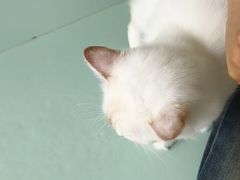 -怪兽屋·羊驼·猫咖·狗咖(俊华广场店)