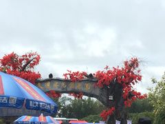 -天适樱花悠乐园