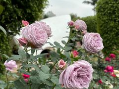 -人民公园(罗湖区)