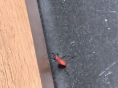 -三亚太阳湾柏悦酒店