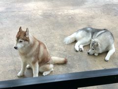 -TrueLove @ Neverland (Husky Cafe)