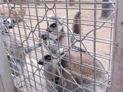-大青山野生动物园