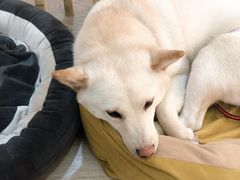 -柴迷FANS CLUB·柴犬狗咖·猫咖