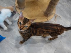 -楼上猫咖(罗湖店)