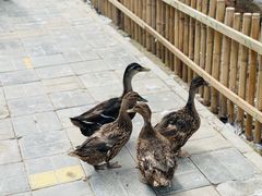 -呀路古热带植物园