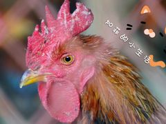 -鱼窝棚柴火铁锅炖(富山屯店)