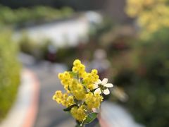 -板樟山森林公园
