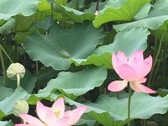 -荔湾湖公园