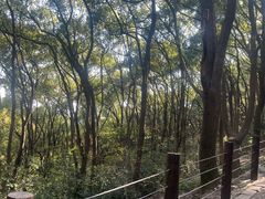 -苏州上方山国家森林公园