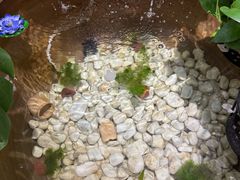 -813芭依珊 BAESAn(皇冠十畝地店)
