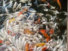 -南宫五洲植物乐园