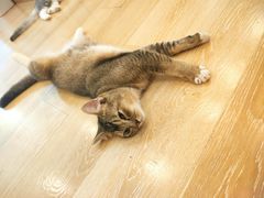 -猫咪派对(江南西店)