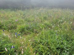 -白草畔自然风景区