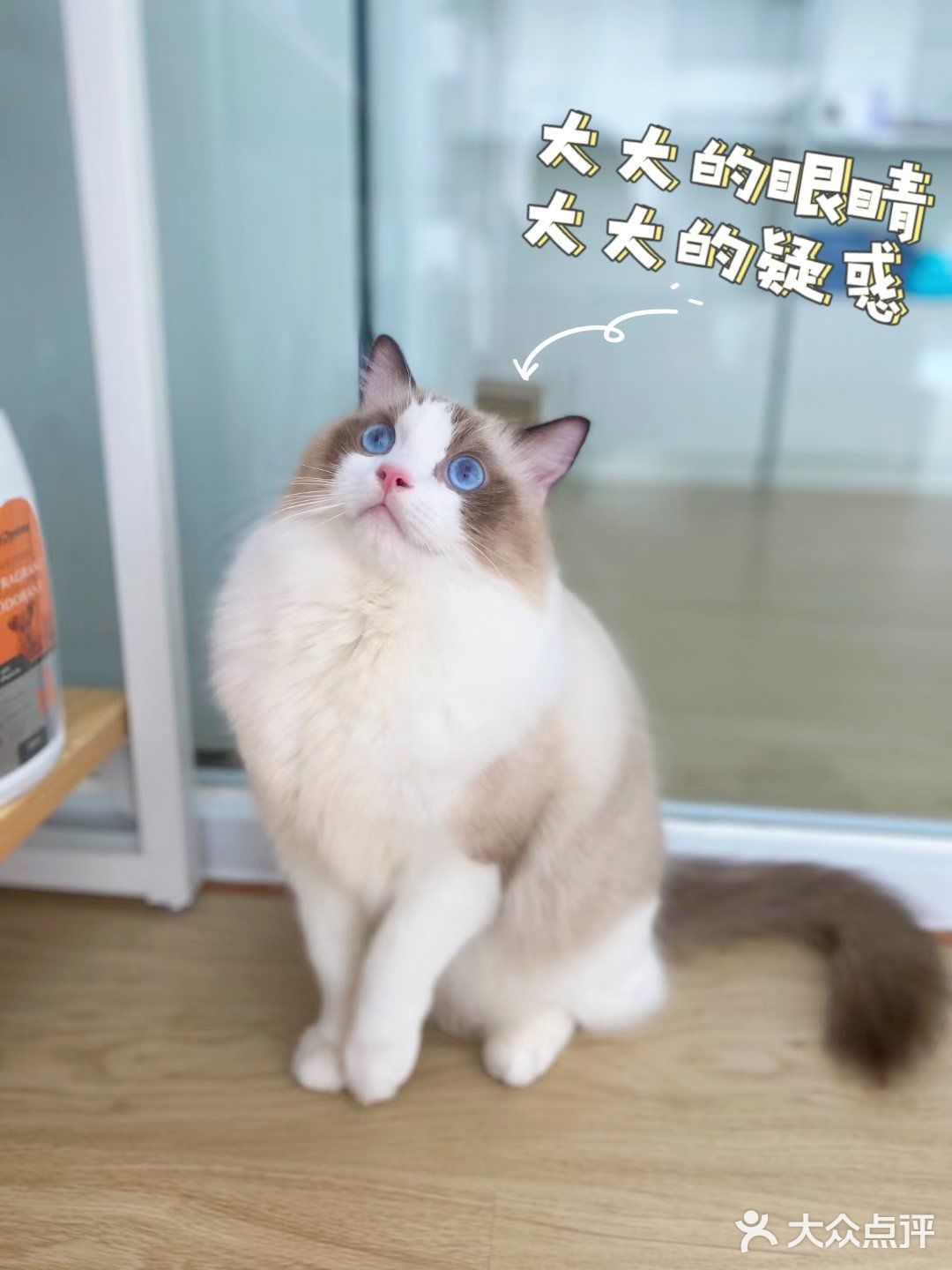 崽崽菲尔顿宠物药店洗澡记[加油]