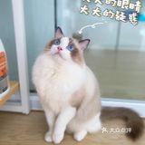 崽崽菲尔顿宠物药店洗澡记[加油]