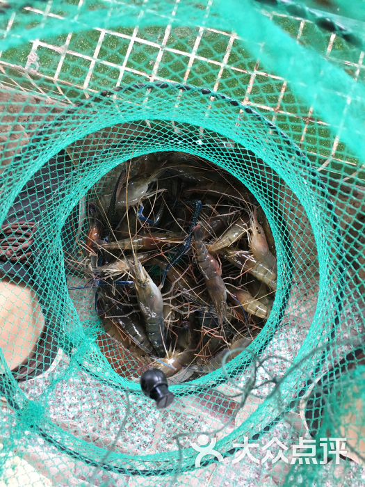 東沙釣蝦農莊(三丫湧釣蝦場分店)圖片 - 第207張