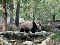 -都江堰中华大熊猫苑