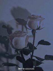 -HEYAN荷妍专业脱毛连锁机构