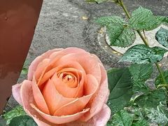 -Beans Solo豆号咖啡(百家湖花园店)