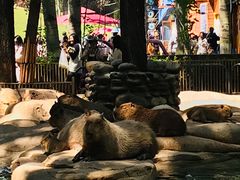 -北京野生动物园