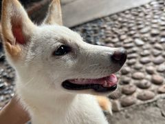 -柴犬高等学院·狗咖·柴犬售卖·宠物训练
