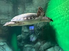 -上海海洋水族馆