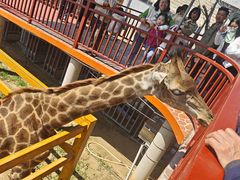 -西霞口神雕山野生动物世界