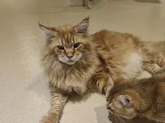 -藏猫猫咖啡主题馆(中央大道店)