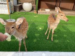 -小蜜蜂农场(凯德七宝购物广场店)