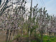 -西青郊野公园