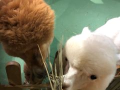 -藦茜花园宠物主题亲子互动体验馆(国顺东路店)