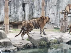 -上海野生动物园
