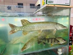 -煲来饱去冷水鱼