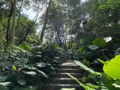 -王借岗森林公园