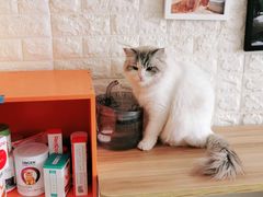 -平行世界·猫咖(首经贸店)