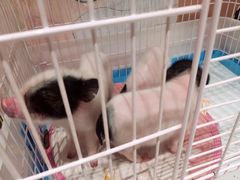 -RU DUCK柯尔鸭公社·撸鸭俱乐部·羊驼·小香猪