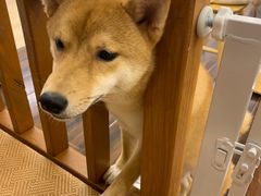 -豆柴町-柴犬主题狗咖(红鼎国际C座店)