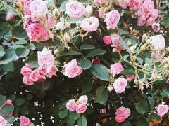 -北京大学燕东园