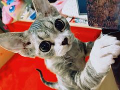 -momokira米努特·德文卷毛猫·棉花面纱犬