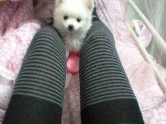 -宠爱国际动物医院· 猫科· 外科·中兽医(长白店)