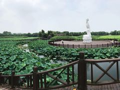 -荷塘月色湿地公园·向阳花洲