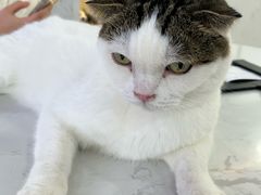 -喵园·猫主题咖啡厅·撸猫·猫咖(国贸店)