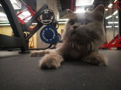 -Vamos巴猫司健身中心(五角场店)