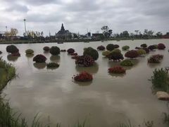 -荷兰花海