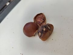 -小宝栗子(嘉华国际商业中心店)