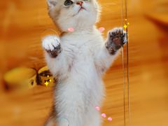 -猫十亿·布偶金渐层·曼基康矮脚猫舍(青年路店)