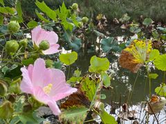 -陈家山荷花公园