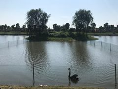 -明珠湖天鹅苑·农家菜馆