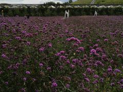 -龙口南山旅游景区